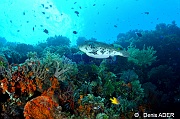Arothron mappa ambiance-Wakatobi Sawa Cornucopia-7m-20180528-Denis-ADER-DSC_1497_tn